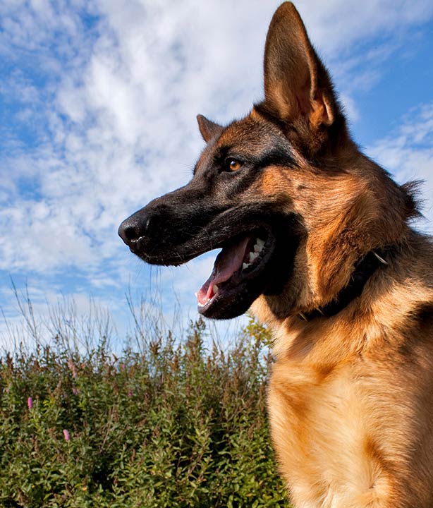 most energetic dog breeds