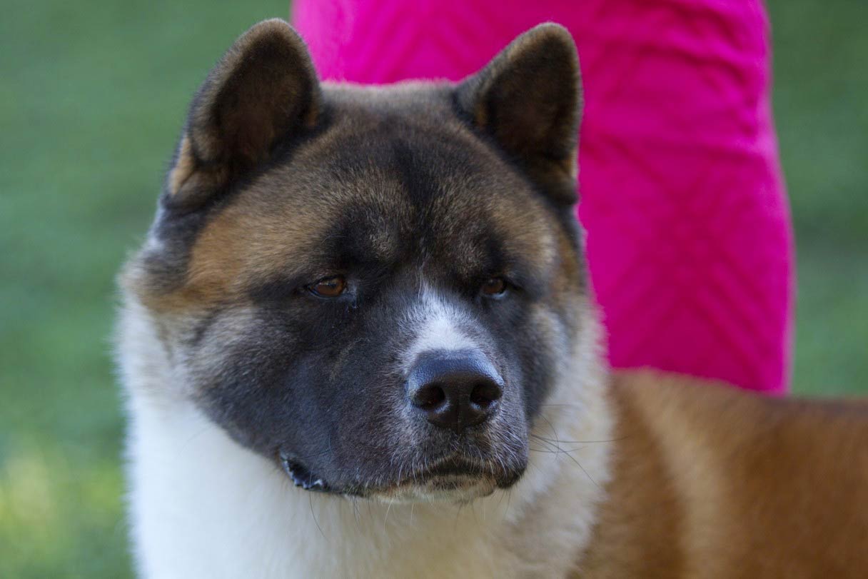 are akita dogs safe with kids