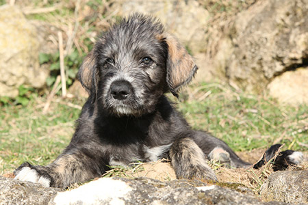 full grown irish wolfhound