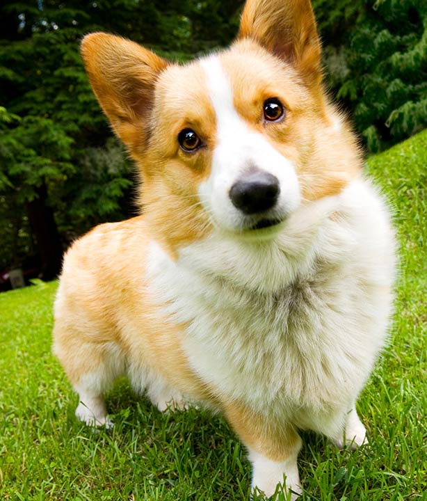 most hyper dog breeds