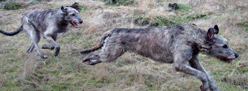 Irish best sale wolfhound running