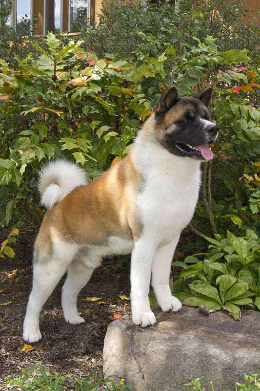 10 Surprising Facts About Akitas 