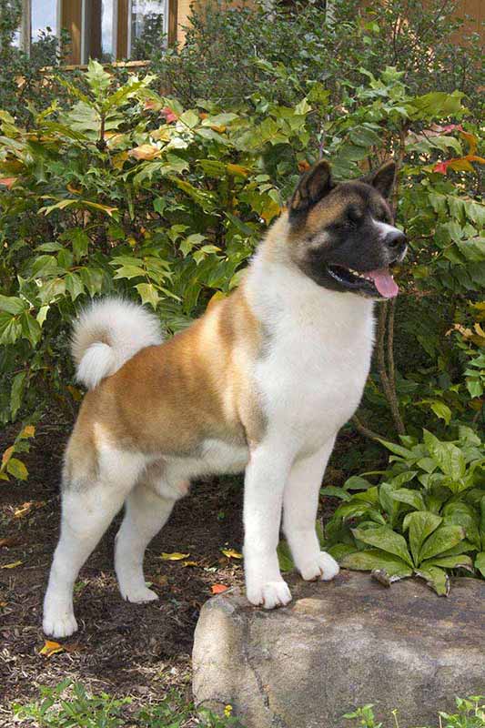 american akita dog