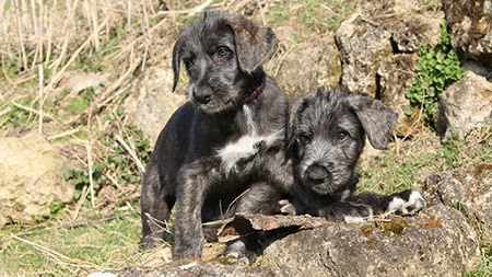 Irish wolfhound husky mix hot sale puppies