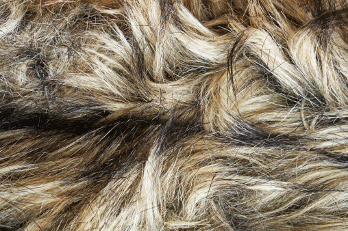 Australian Shepherd - fur