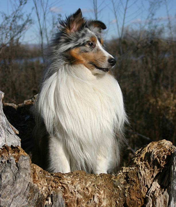 medium active dog breeds