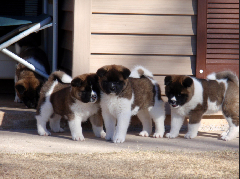 why do akitas have curly tails