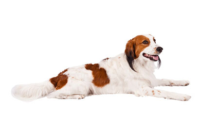 Kooikerhondje