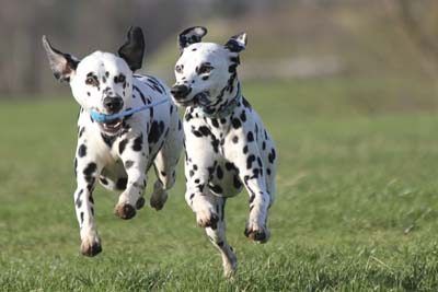most energetic dog breeds