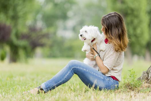 Study Suggests Dog Lovers Are Seen As More Attractive No Argument Here American Kennel Club