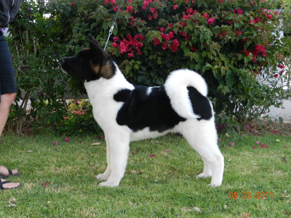 can akita be black