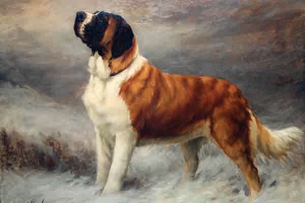 5 Ways of Looking at a Saint Bernard. Earl