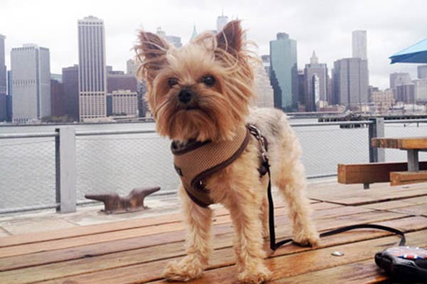 7 Things We Bet You Didn’t Know About Yorkshire Terriers. City Dog