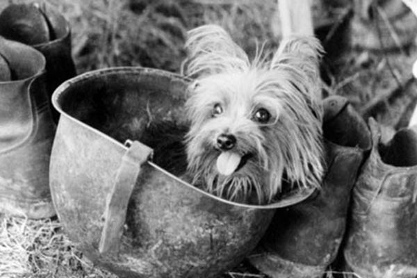7 Things We Bet You Didn’t Know About Yorkshire Terriers. Smoky. World War II