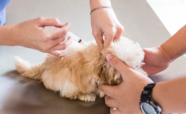 first-year-puppy-vaccinations-a-complete-guide