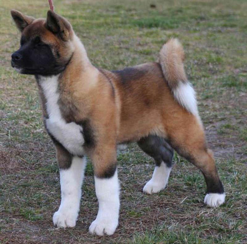 purebred american akita