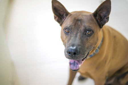 Thai Ridgeback