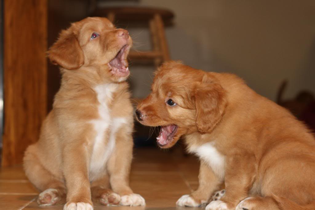 are nova scotia duck tolling retrievers good family dogs