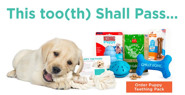 Puppy Teething Pain? There's a Toy to 