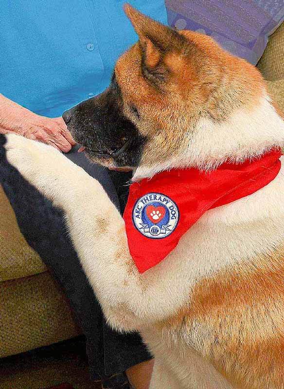 akitas as service dogs