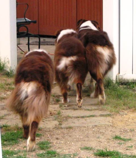 Australian Shepherd - wiggle