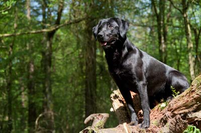 are labrador retrievers high energy