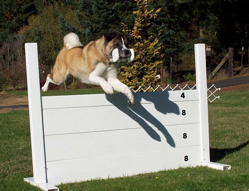 http://cdn.akc.org/8_Akita_Obedience.jpg