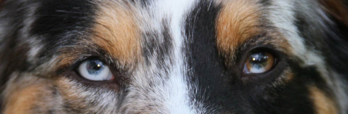 Australian Shepherd - eyes