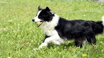 most hyper dog breeds