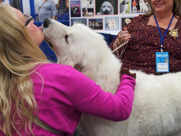 AKC Meet the Breeds 