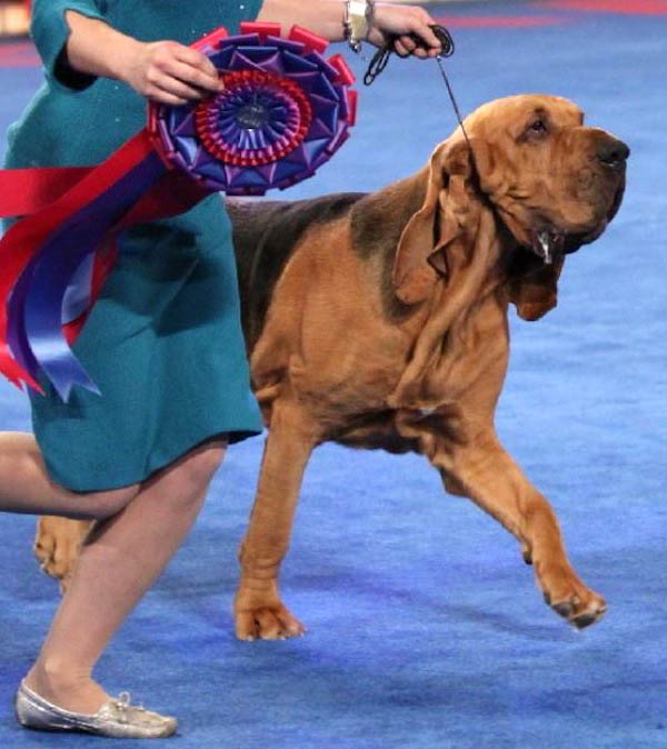 Best Bred-by-Exhibitor in 2014, a bloodhound named Nathan.