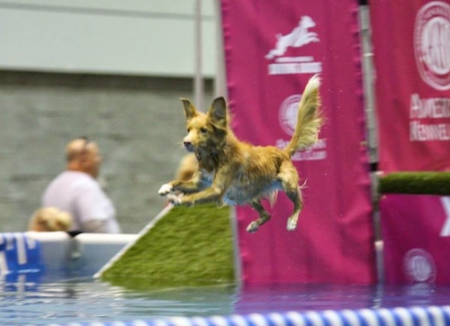 Dock Dog competition