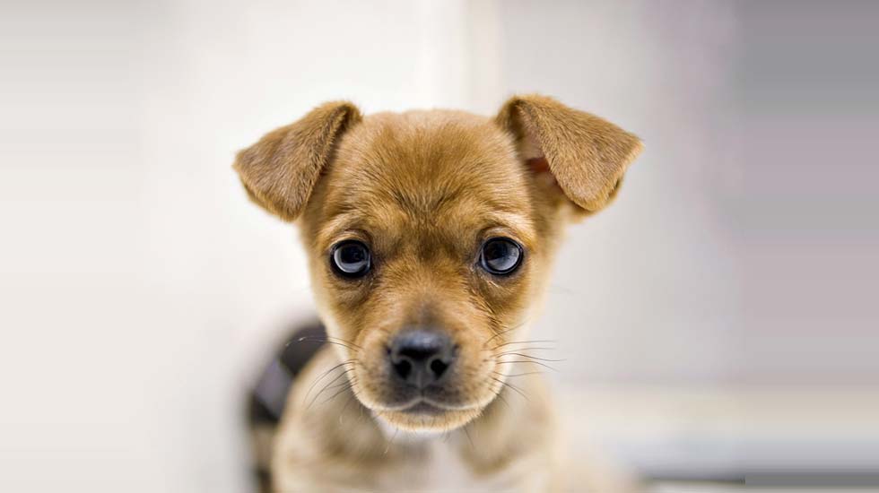 How much do puggle dog breeds cost?