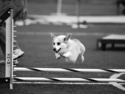 Welsh corgi jumping a hurdle