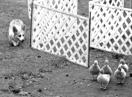 corgie chasing chicks