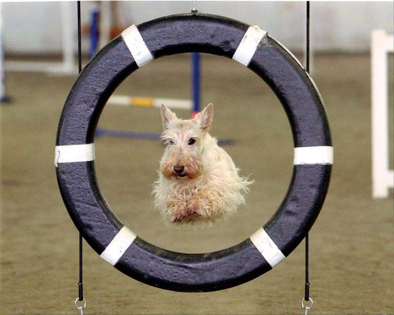 Scottie agility training.