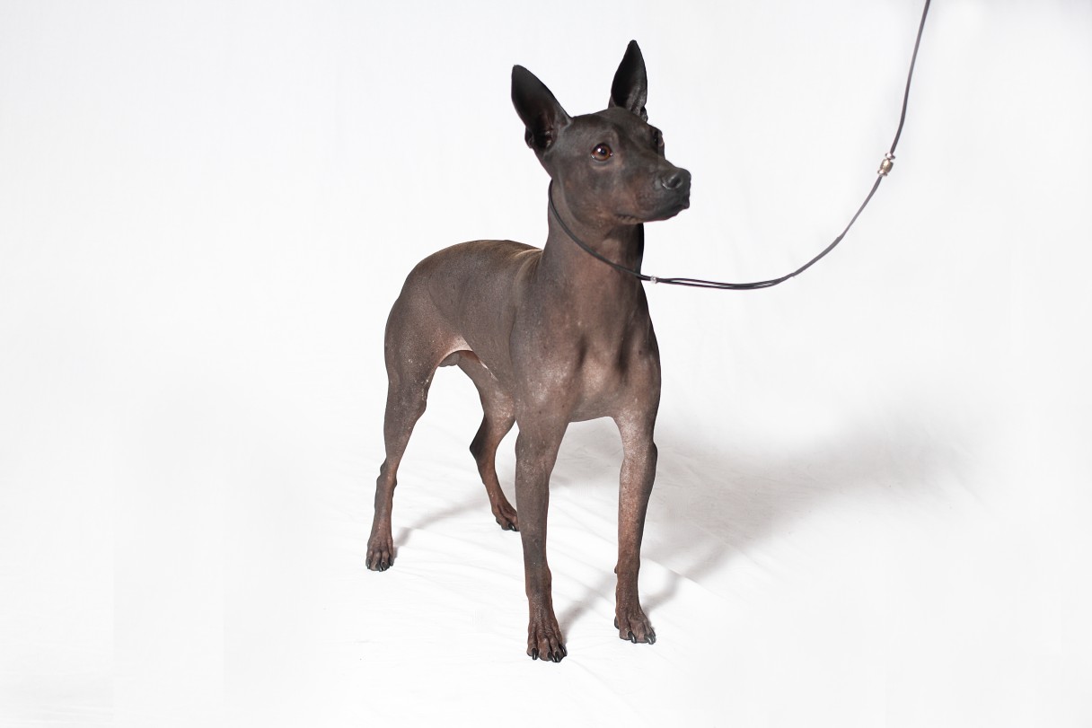 american hairless terrier kennel