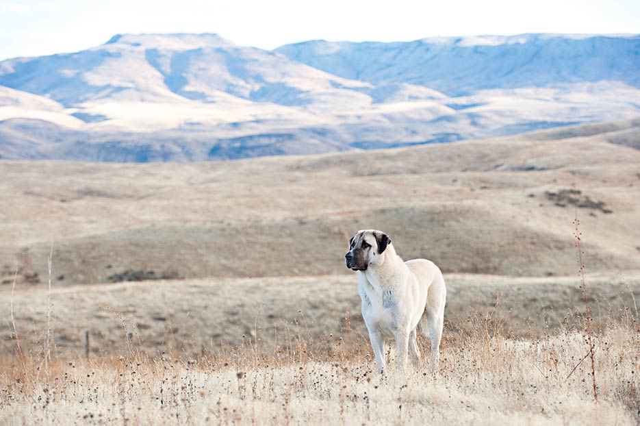 anatolian shepherd livestock guardian dogs