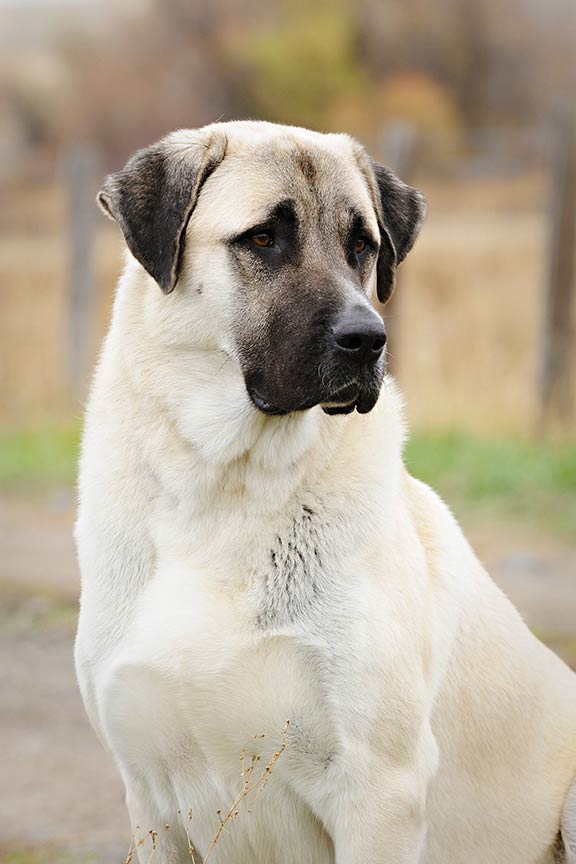 Russian livestock hot sale guardian dog