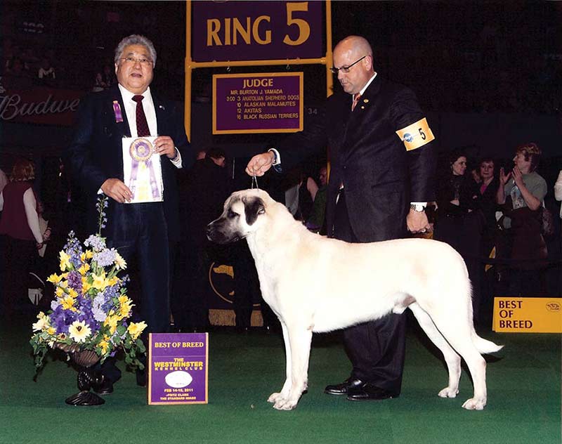 show me an anatolian shepherd