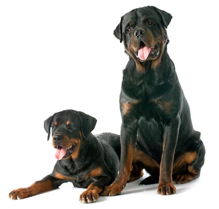 Rottweilers