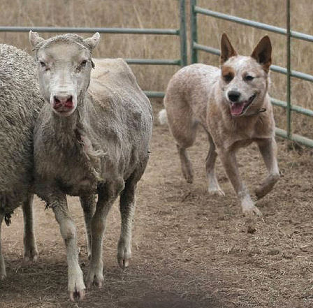 Australian cattle dog herding