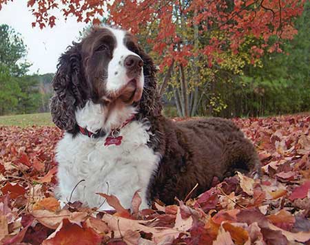 Autumn Dog English Springer Spaniel