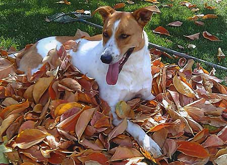 Autumn Dogs Raking leaves