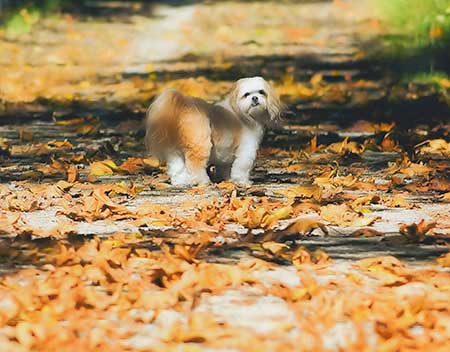 Autumn Dogs All American golden leaves