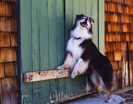 Autumn Dogs Australian Shepherd