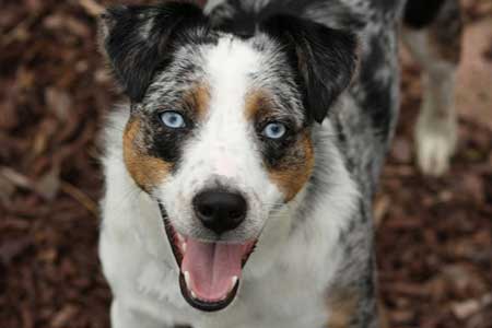 Autumn Dogs Australian Shepherd in leaves