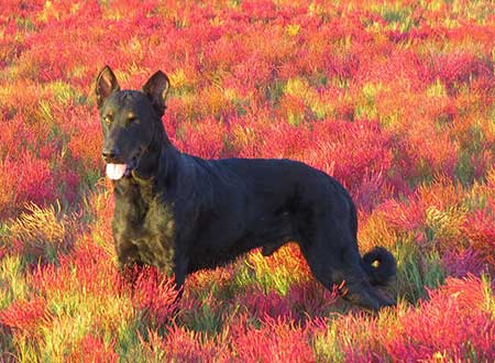 Autumn Dogs Beauceron