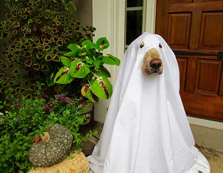 golden retriever halloween costume