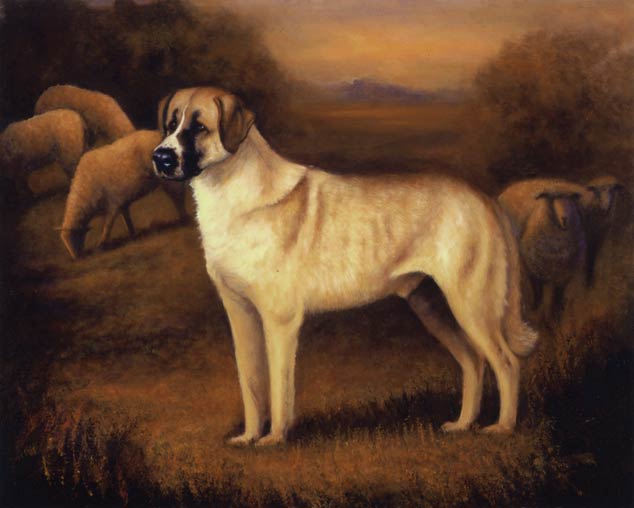 siberian husky anatolian shepherd mix